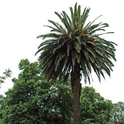 Tall palm tree